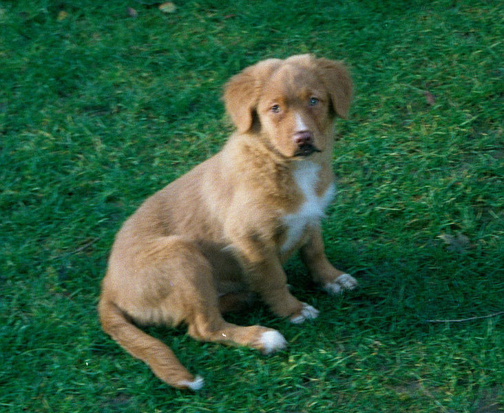 Nova Scotia Duck Tolling Retriever!.jpg