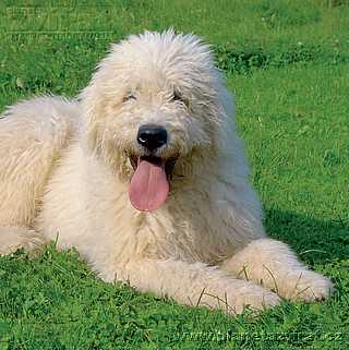 komondor!.jpg