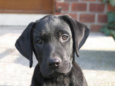 Labrador3.jpg